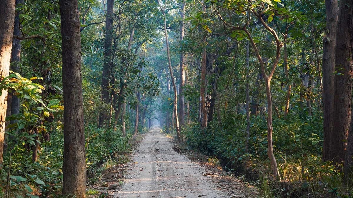 Bardia national park jungle road