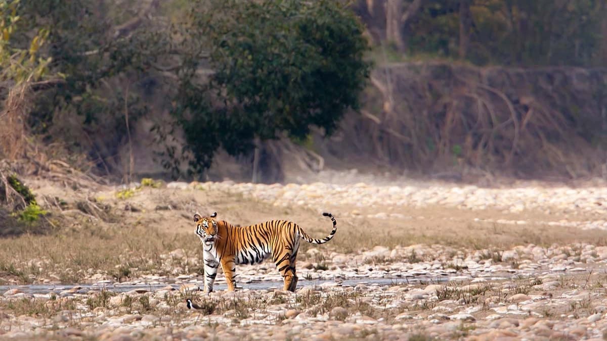 bardia national park tiger