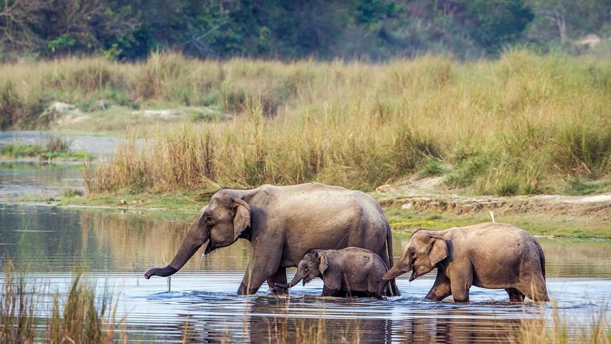 Bardia National Park Tour