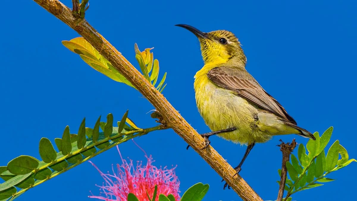 birds