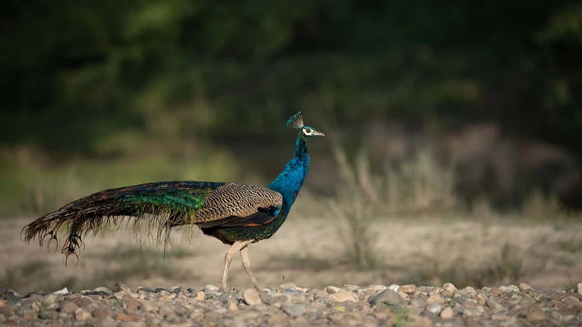 Chitwan National Park Tour