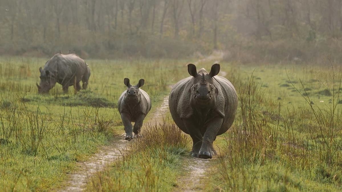 Chitwan National Park Tour