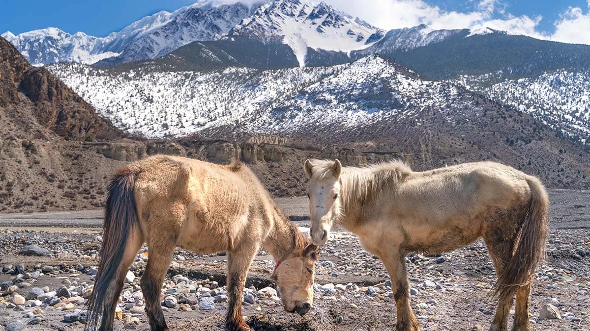 Upper Mustang Trek