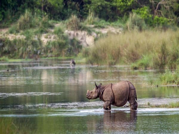 Rhyno at Bardia Nationaal Park