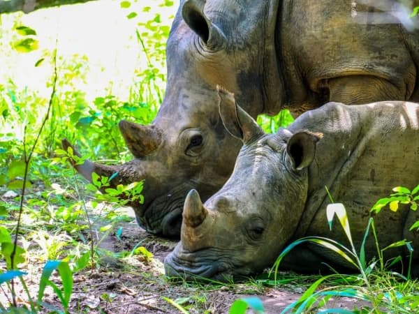Baby Rhino Laying Near Its Mother Near Plants Sunny Day