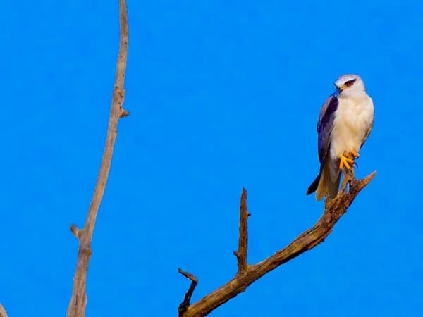 Bardia National Park Bird