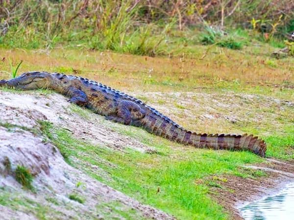 Bardia National Park Crocodile