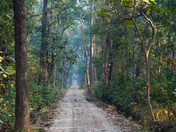 Bardia National Park Jungle