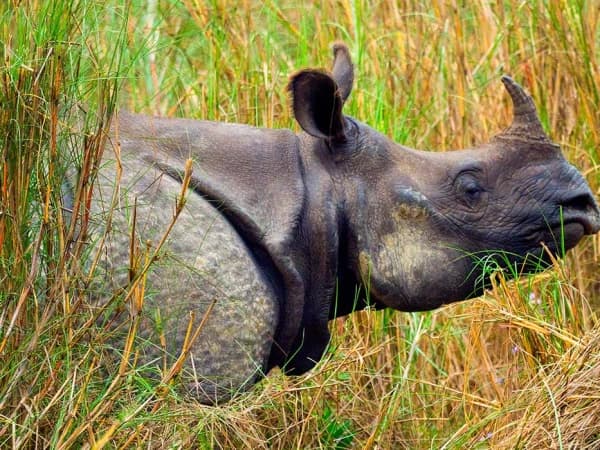 Bardia National Park Rhyno