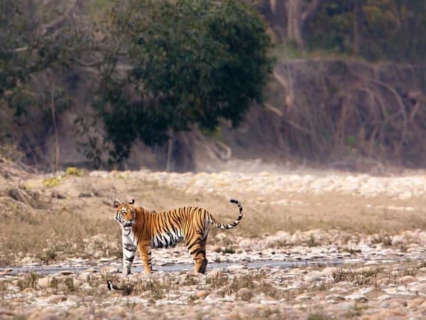 Bardia National Park Tiger