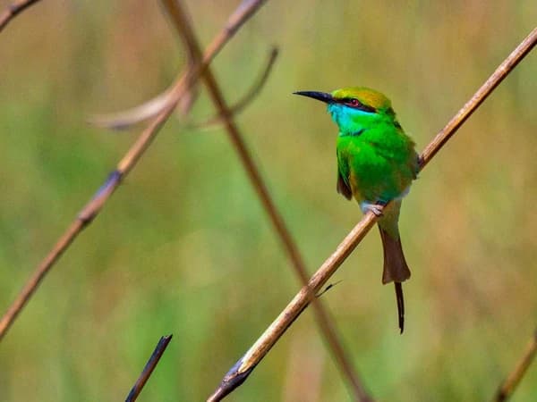 Bardia National Park Tour Bird