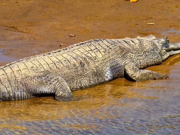 Bardia National Park Tour Crocodile