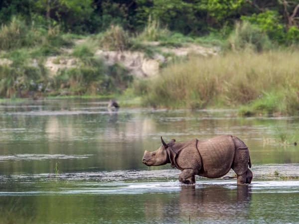 Bardia National Park Tour Rhyno