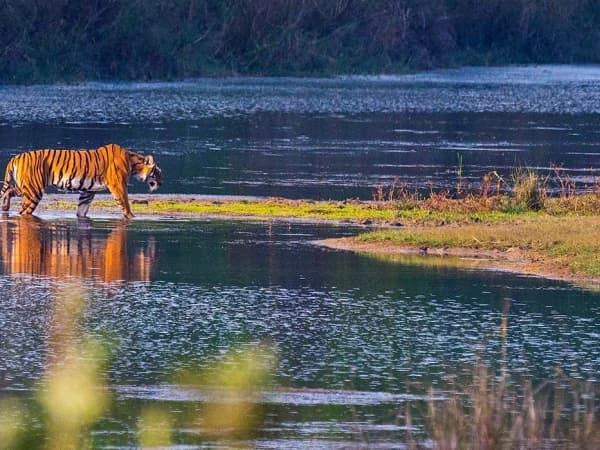 Bardia National Park Tour Tiger
