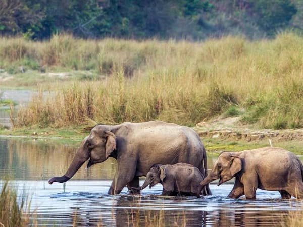 Bardia National Park Tour
