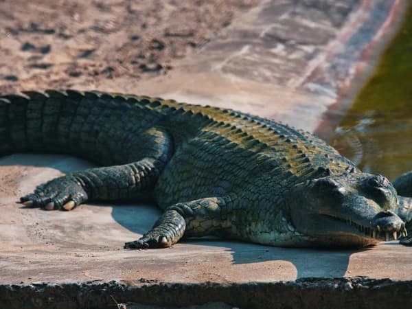 Chitwan National Park Croc