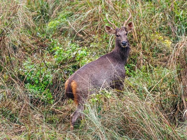 Chitwan National Park Deer