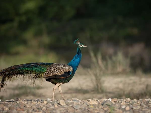 Chitwan National Park Peacock