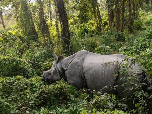 Chitwan National Park Rhyno