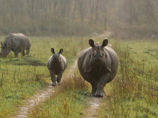 Chitwan National Park Tour Rhyno