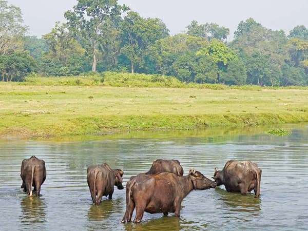 Chitwan National Park Wild Buffalo